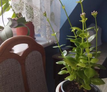 Hunedoara Apartamento | N&B