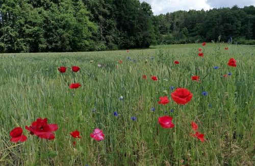 Obertrubach Apartamento | Apfelbluete und Paradies
