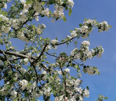 Obertrubach Apartamento | Apfelbluete und Paradies