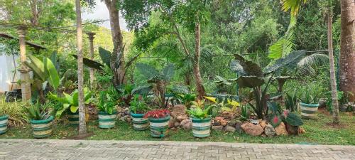 Kimbissa Casa | peacock house