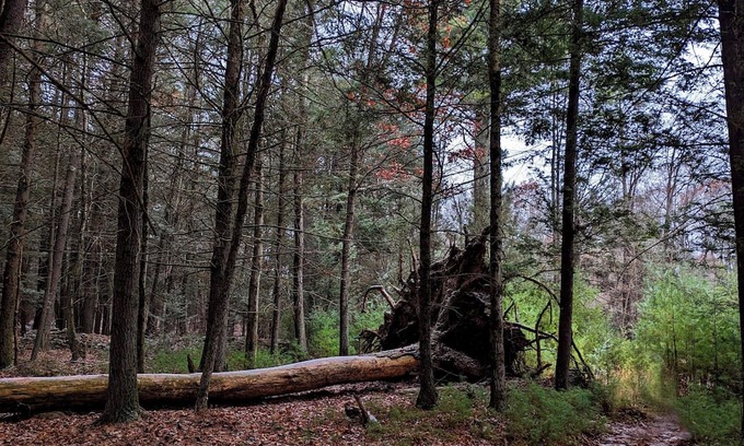 Kerhonkson Cabina | Modern Cabin in Catskill Mountain. On 7 acres of private land.