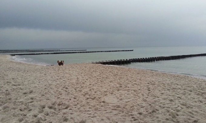 Born auf dem Darss Apartamento | Holiday apartment "SeeTiger"