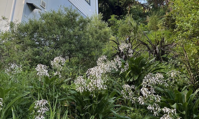 Aro Valley Apartamento | Aro Valley gem. Pet-friendly accomodation in walking distance to city centre.