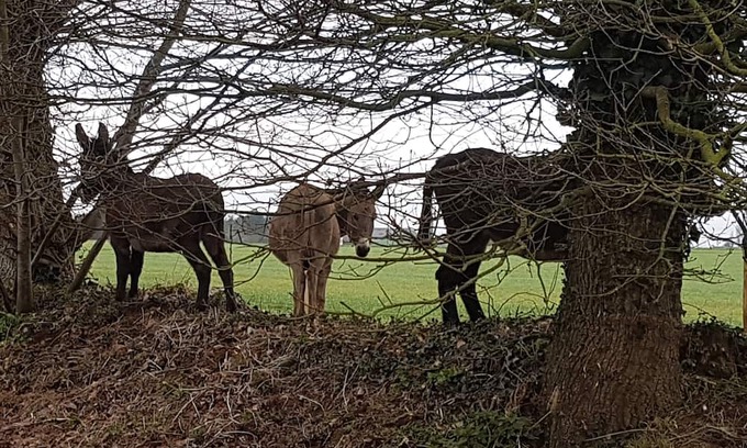 Brehan Casa | Ty Bihânes welcomes you to a peaceful setting in the heart of the countryside, surrounded by donkeys.